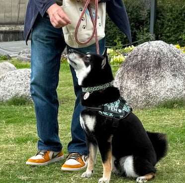 犬のしつけ教室コマンドコントロールレッスン中の画像