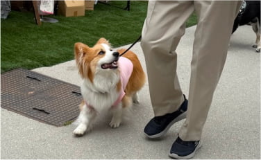 犬のしつけ教室のレッスン風景画像