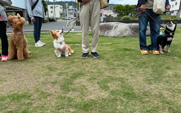 犬のしつけ教室のレッスン風景画像
