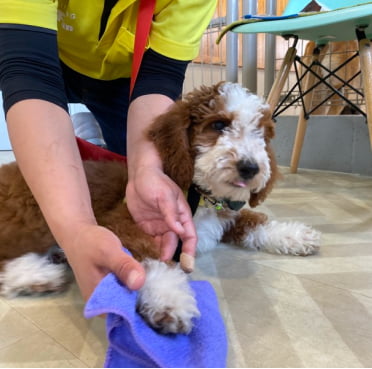 マナートレーニングをする犬の画像