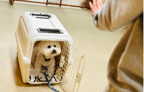 クレートトレーニング中の犬の画像