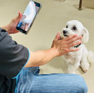 基本コマンドのレッスンをしている子犬の画像