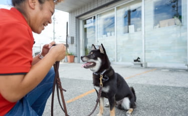 犬のプライベートレッスン風景の画像
