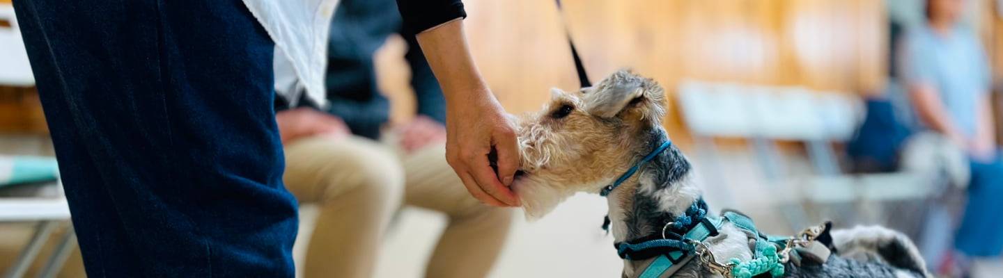子犬しつけ教室に参加している犬の画像