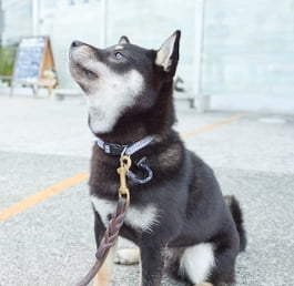 店舗前で撮影した柴犬の画像