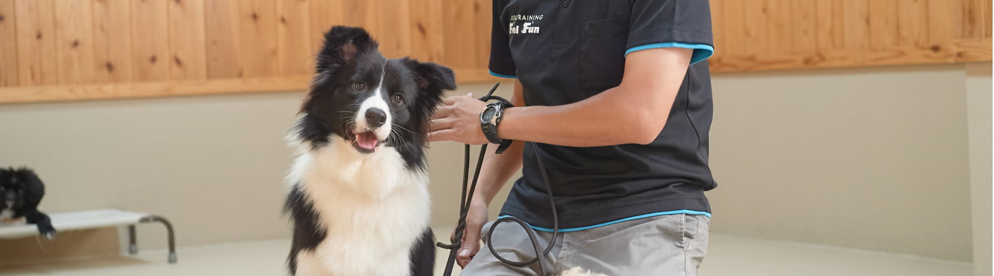 レッスン中の犬とスタッフの画像