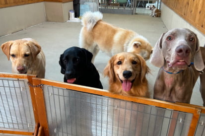 大型犬のレッスン風景画像