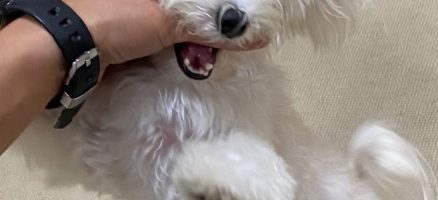 犬を咬む人？