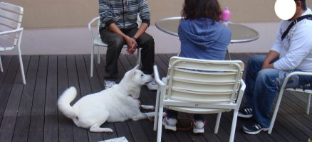 テーブルマナーとパピークラス