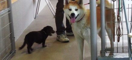 福ちゃま