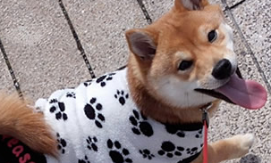 O様 柴犬