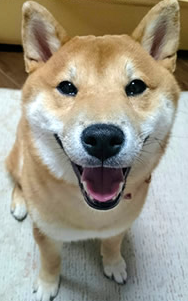 中川様 柴犬