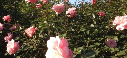 新入生紹介　～元気はじけてます～