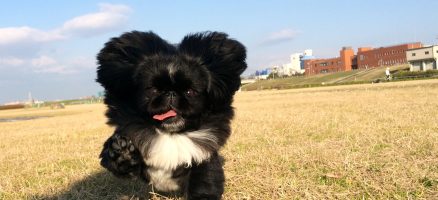 ガンガンいこうぜ！の落とし穴
