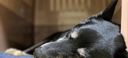 しつけを効果的にするための管理