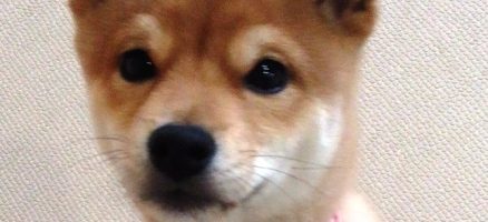 パピークラスの必要性