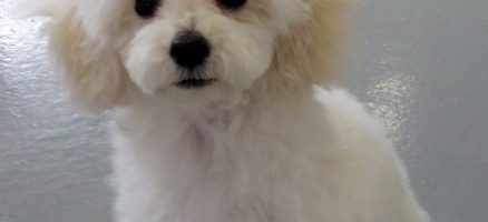 パピー（仔犬）　雷や物音・環境に怖がらないように社会化しよう！