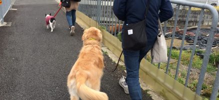 Feel Fun実践会2019年12月7日～お散歩練習編～