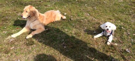 Feel Fun実践会2020年1月19日～お散歩練習編～