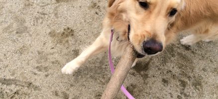 この接し方どっちが正しい？