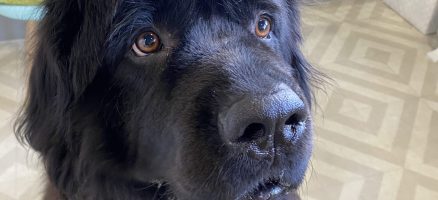 モチベーションと確実性の両立を考える