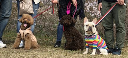 Feel Fun実践会2019年3月31日～お散歩練習編～