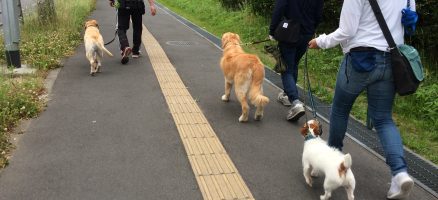 Feel Fun実践会2019年5月19日～お散歩練習編～