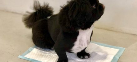 トイレトレーニングって？？