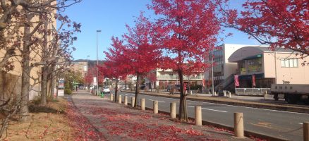 新入生紹介～バラエティ溢れるワンたち～