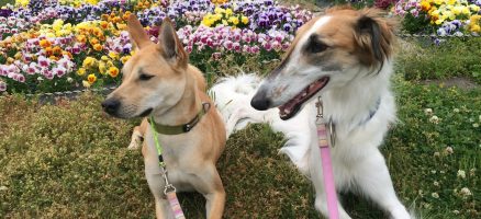 散歩も大切なトレーニングタイム☆