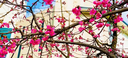 新入生紹介！！２月！！