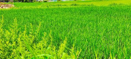 新入生紹介！！７月！！（Part２）