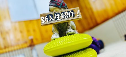 新入生紹介！！